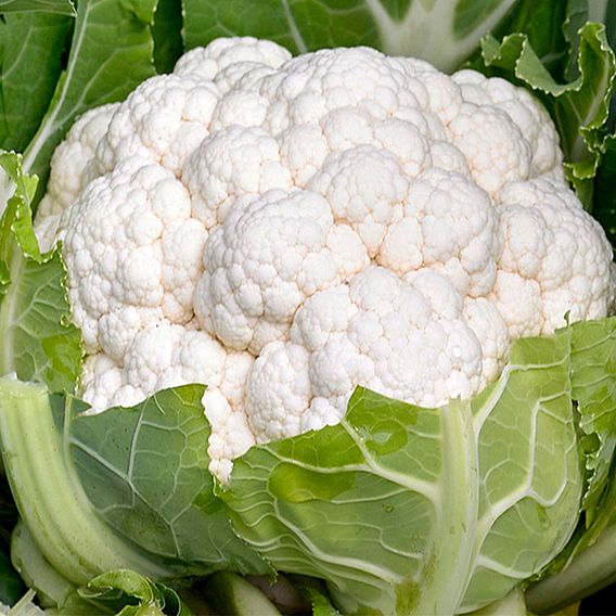 Cauliflower 'Andromeda' F1 - Seeds